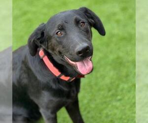 Labrador Retriever-Unknown Mix Dogs for adoption in San Diego, CA, USA