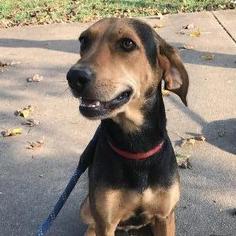 English Foxhound Dogs for adoption in Little Rock, AR, USA