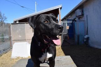 Mastador Dogs for adoption in St Helens, OR, USA