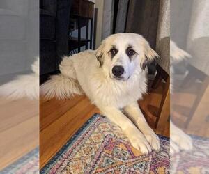 Great Pyrenees Dogs for adoption in Candler, NC, USA