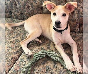 Mutt Dogs for adoption in Cuba, NY, USA