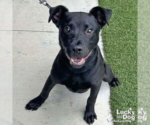 Labrador Retriever-Retriever Mix Dogs for adoption in Washington, DC, USA