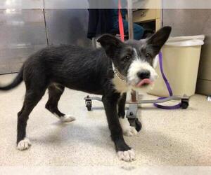 Mutt Dogs for adoption in Riverside, CA, USA