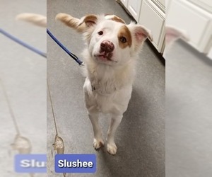 Border-Aussie Dogs for adoption in Richmond, IN, USA