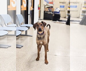 Doberman Pinscher-Unknown Mix Dogs for adoption in Sandy, UT, USA