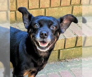 Chihuahua-Unknown Mix Dogs for adoption in Milner, GA, USA
