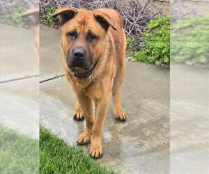 Chow Chow-German Shepherd Dog Mix Dogs for adoption in Rancho Cucamonga, CA, USA