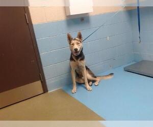 Siberian Husky-Unknown Mix Dogs for adoption in Moreno Valley, CA, USA