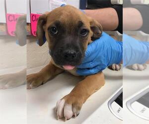 American Pit Bull Terrier-Unknown Mix Dogs for adoption in Conroe, TX, USA