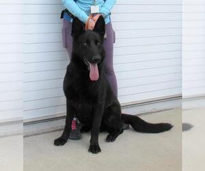 German Shepherd Dog Dogs for adoption in Louisville, KY, USA