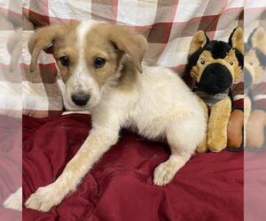 Australian Cattle Dog-Labrador Retriever Mix Dogs for adoption in Modesto, CA, USA