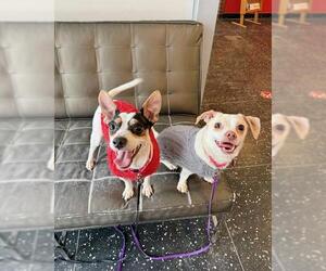 Chihuahua-Unknown Mix Dogs for adoption in Boston, MA, USA