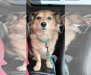 Schweenie Dogs for adoption in Omaha, NE, USA