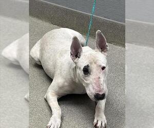 Bull Terrier-Unknown Mix Dogs for adoption in Las Vegas, NV, USA