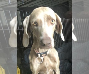 Weimaraner Dogs for adoption in Colton, CA, USA