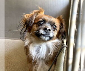Chihuahua Dogs for adoption in San Bernardino, CA, USA