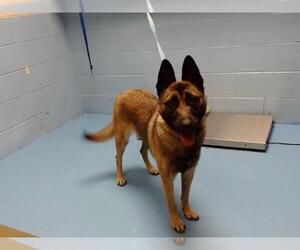 Mutt Dogs for adoption in Moreno Valley, CA, USA