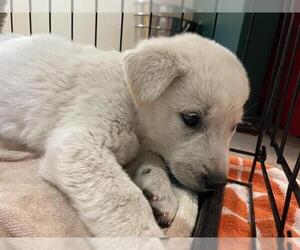 Labrador Retriever Dogs for adoption in Pasadena, CA, USA