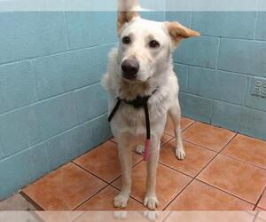 Siberian Husky-Unknown Mix Dogs for adoption in Downey, CA, USA