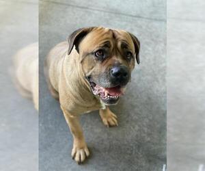 Mastiff Dogs for adoption in San Martin, CA, USA