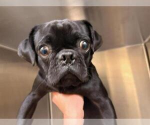 Pug Dogs for adoption in Orange, CA, USA