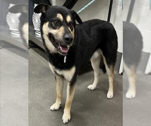 Shepweiller Dogs for adoption in Forestville, MD, USA