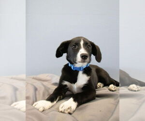 Australian Shepherd-Unknown Mix Dogs for adoption in Oakhurst, NJ, USA