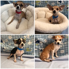 Chihuahua Dogs for adoption in Sterling, MA, USA