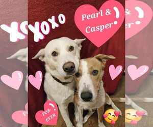 Border Collie-Unknown Mix Dogs for adoption in Waterloo, IA, USA