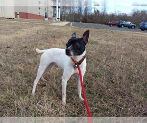 Rat Terrier Dogs for adoption in Forestville, MD, USA