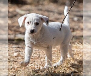 Borador Dogs for adoption in Seattle, WA, USA