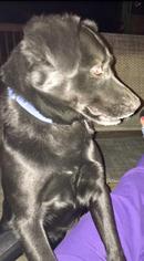 Labrador Retriever-Unknown Mix Dogs for adoption in Christiana, TN, USA