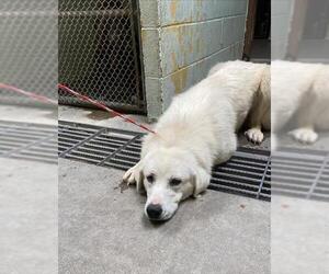 Great Pyrenees Dogs for adoption in Stockton, CA, USA