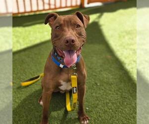 Labrador Retriever-Unknown Mix Dogs for adoption in Las Vegas, NV, USA