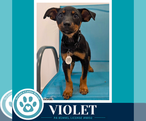 Chiweenie Dogs for adoption in Kimberton, PA, USA