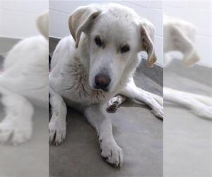 Great Pyrenees-Unknown Mix Dogs for adoption in Jackson, CA, USA