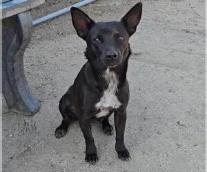 Chiweenie Dogs for adoption in Bakersfield, CA, USA
