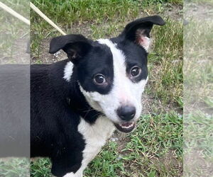 Mutt Dogs for adoption in Tarboro, NC, USA