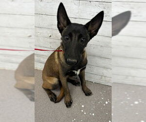 Mutt Dogs for adoption in San Bernardino, CA, USA