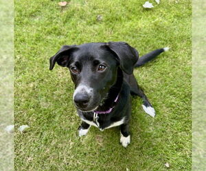 Dachshund Dogs for adoption in Holly Springs, NC, USA