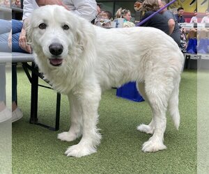 Great Pyrenees-Unknown Mix Dogs for adoption in Denton, TX, USA