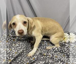American Pit Bull Terrier-Basset Hound Mix Dogs for adoption in Modesto, CA, USA