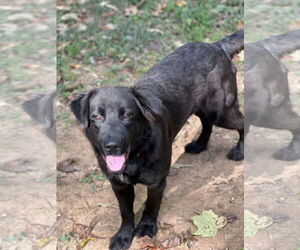 Borador Dogs for adoption in Lakemont, GA, USA
