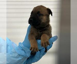 American Staffordshire Terrier-Unknown Mix Dogs for adoption in San Antonio, TX, USA