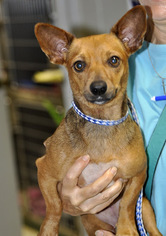 Dorgi Dogs for adoption in Siler City, NC, USA