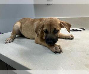 American Pit Bull Terrier-Labrador Retriever Mix Dogs for adoption in Baytown, TX, USA