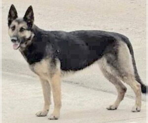 German Shepherd Dog Dogs for adoption in Houston, TX, USA