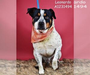 Mutt Dogs for adoption in Bakersfield, CA, USA