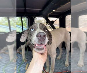 Great Dane-Unknown Mix Dogs for adoption in Bullard, TX, USA