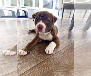 Boxer-Staffordshire Bull Terrier Mix Dogs for adoption in Raleigh, NC, USA